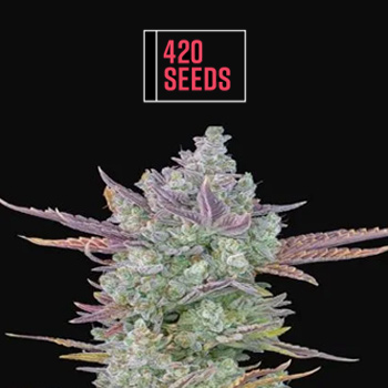 25% Off Gorilla Cookies Auto - 420 Seeds Discount Code