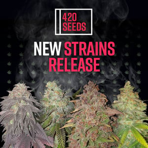 10% Off New Releases at 420 Seeds - Coupon Code