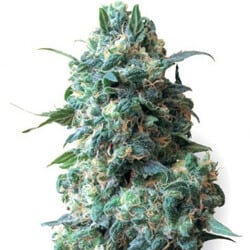 37% Off Afghan Feminized  - High Supplies Coupon Code