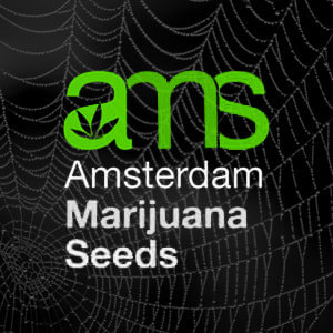 Halloweed Week Sale - 50% Off - Amsterdam Marijuana Seeds Promo Code