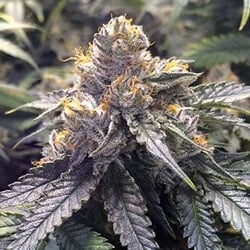 Bubba's Gift - Buy 1 Get 1 FREE  at Herbies Seeds - Coupon Code