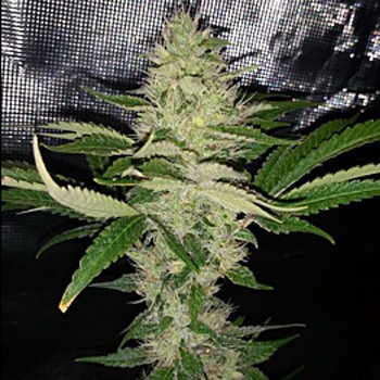 Cry Baby Seed BONUS - Sensible Seeds Promo Code