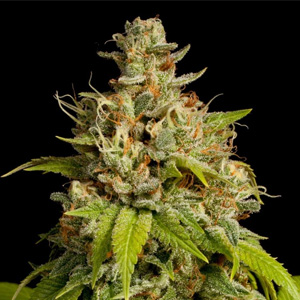 23% Off Durban Poison Feminized at High Supplies - Coupon Code