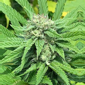 6 FREE Green River Seeds  - Sensible Seeds Discount Code