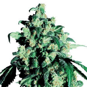 20% Off Green Crack Feminized  - Growers Choice Seeds Coupon Code