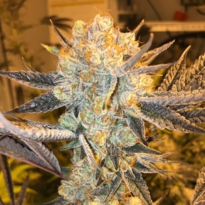 FREE KSMORZ Seeds - Seed City Discount Code