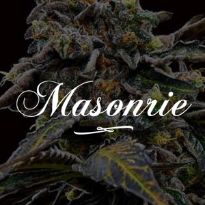 Masonrie Seeds BONUS  - Sensible Seeds Coupon Code
