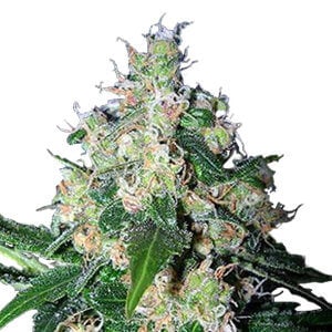 20% Off Mazar Feminized at Growers Choice Seeds - Coupon Code