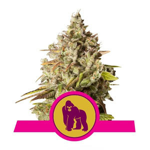 FREE Royal Gorilla Fem  - Sensible Seeds Promo Code