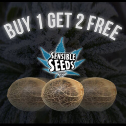 Premium Range - Buy 1 Get 2 FREE  - Sensible Seeds Promo Code