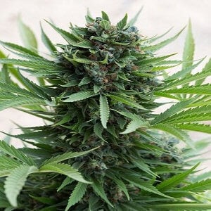 Sour Diesel Auto - Buy 1 Get 1 FREE at Sensible Seeds - Coupon Code