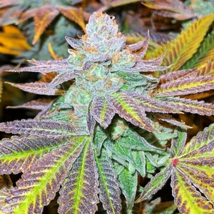 2 FREE Zkittles Seeds  - Herbies Seeds Coupon Code