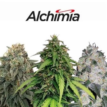 50% Off Feminized & Auto Seeds - Alchimia Grow Shop Discount Code