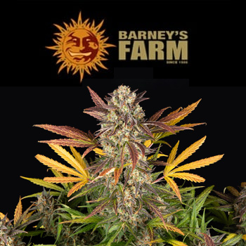 Amnesia Haze Auto - BOGOF - BarneysFarm.com Coupon Code