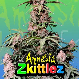 15% Off Amnesia Zkittlez Auto at Fast Buds - Coupon Code