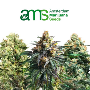 November Highs Sale - 50% Off - Amsterdam Marijuana Seeds Discount Code