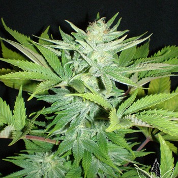 FREE Lowryder Auto  - Ali Bongo Seeds Coupon Code