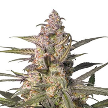 Auto Northern Dragon Fuel - BOGOF - Dutch Passion Discount Code