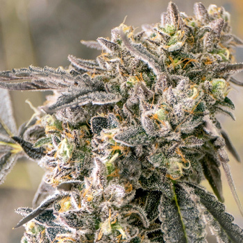 50% Off Auto Zkittlezberry - Ministry Of Cannabis Promo Code