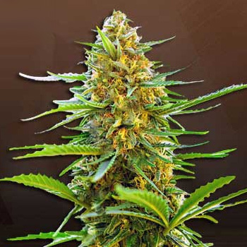 Banana Auto - BOGOF - Beaver Seeds Coupon Code