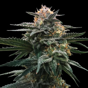 6 FREE Banana Sorbet Fems - DNA Genetics Coupon Code