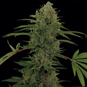 60% Off Critical Kush Auto - True North Seed Bank Coupon Code