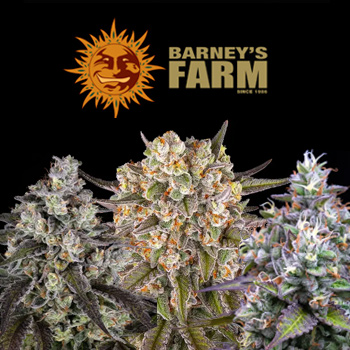 High Yielding Seeds - BOGOF - BarneysFarm.com Coupon Code