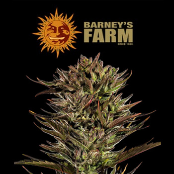 Thin Mint x Sour Pino - BOGOF - BarneysFarm.com Discount Code