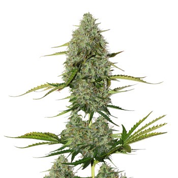FREE BCN Critical XXL Auto  - Sensible Seeds Promo Code