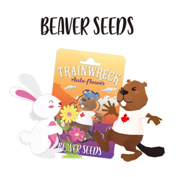 15% Off Easter Sale - Beaver Seeds Discount Code