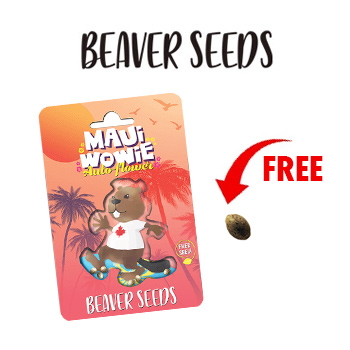 1 FREE Seed w/ 5-Packs - Beaver Seeds Promo Code