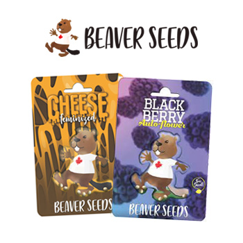 Buy Any 2, Get 20% Off - Beaver Seeds Discount Code