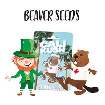 15% Off St Patrick's Day Sale - Beaver Seeds Coupon Code
