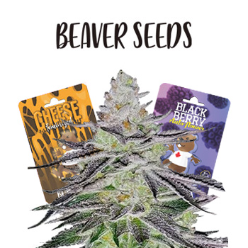Labor Day Special - BOGOF - Beaver Seeds Discount Code