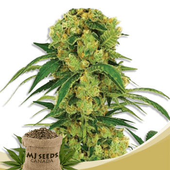 Big Bud Fast Version - BOGOF - MJ Seeds Canada Promo Code
