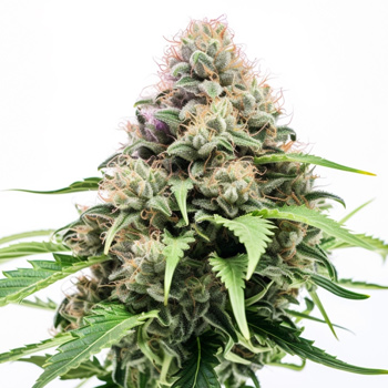 Big Bud Fast Feminized - BOGOF - Rocket Seeds Discount Code