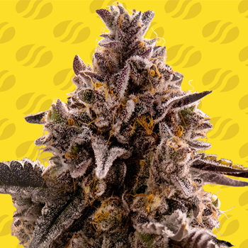 40% Off Black Orchid - Original Sensible Seeds Promo Code