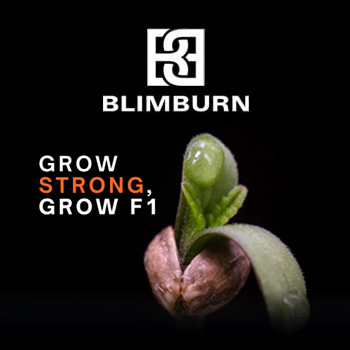 50% Off F1 Seeds - Blimburn Seeds Coupon Code