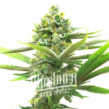 3 FREE CBD Harle-Tsu Seeds - Blimburn Seeds Discount Code