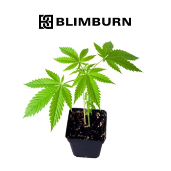 10% Off Weed Clones - Blimburn Seeds Coupon Code