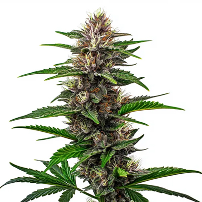 FREE Fat Bastard Seed - Blimburn Seeds Discount Code