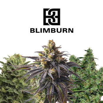 Buy 1 Get 1 FREE - Blimburn Seeds Promo Code