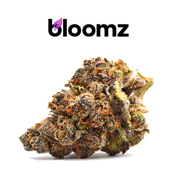 25% Off Halloween Sale - Bloomz Coupon Code