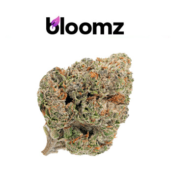 30% Off Black Friday Sale - Bloomz Promo Code