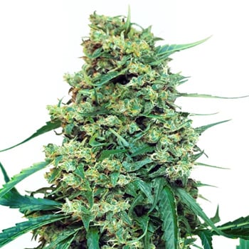 50% Off Blue Cheese Feminized - Weed Seed Shop Coupon Code