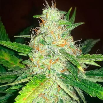 Blue Dream Auto - BOGOF at Herbies Seeds - Coupon Code