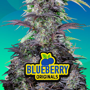 15% Off Blueberry Auto at Fast Buds - Coupon Code