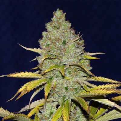 3 FREE Blueberry Fems - Seedsman Promo Code