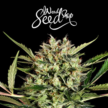 20% Off Big Bud Auto - Weed Seed Shop Discount Code
