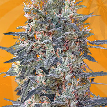 CBD Gorilla Feminized - BOGOF - Sunwest Genetics Promo Code